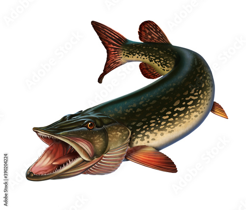 Billede på lærred Great northern pike on the hunt illustration isolate art