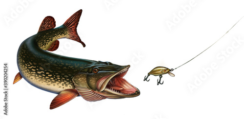 The pike hunts for the golden wobbler bait. Great northern pike on the hunt illustration isolate realistic art. photo