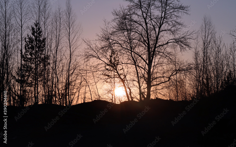 silhouette of a tree