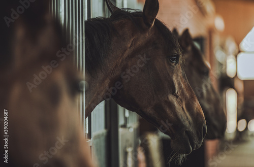 Horses Inside Equestrian Facility Boxes