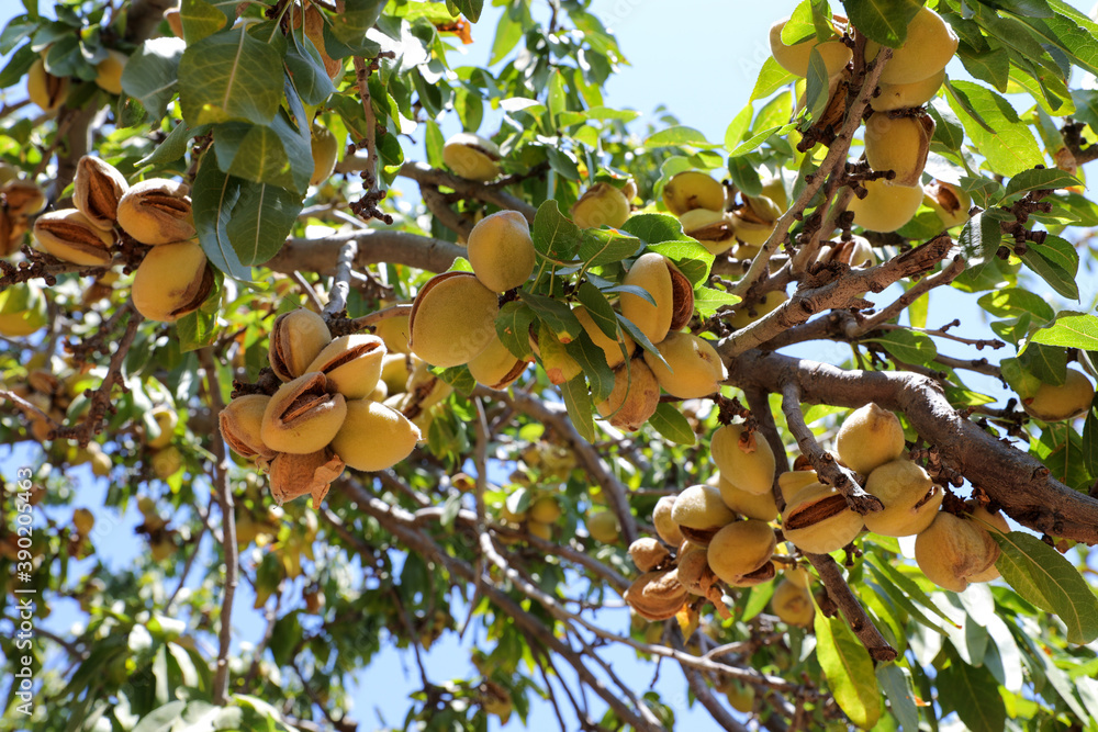 Almonds nuts. Green Almonds on the tree ready for harvest. Almonds nuts. Green Almonds on the tree ready for harvest.
