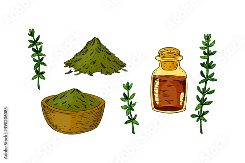 Set of hand drawn thyme branches in bloom and homeopathic and alternative medicine design elements. Vector illustration isolated on white. Botanical herbal plant in vintage colored sketch style. 