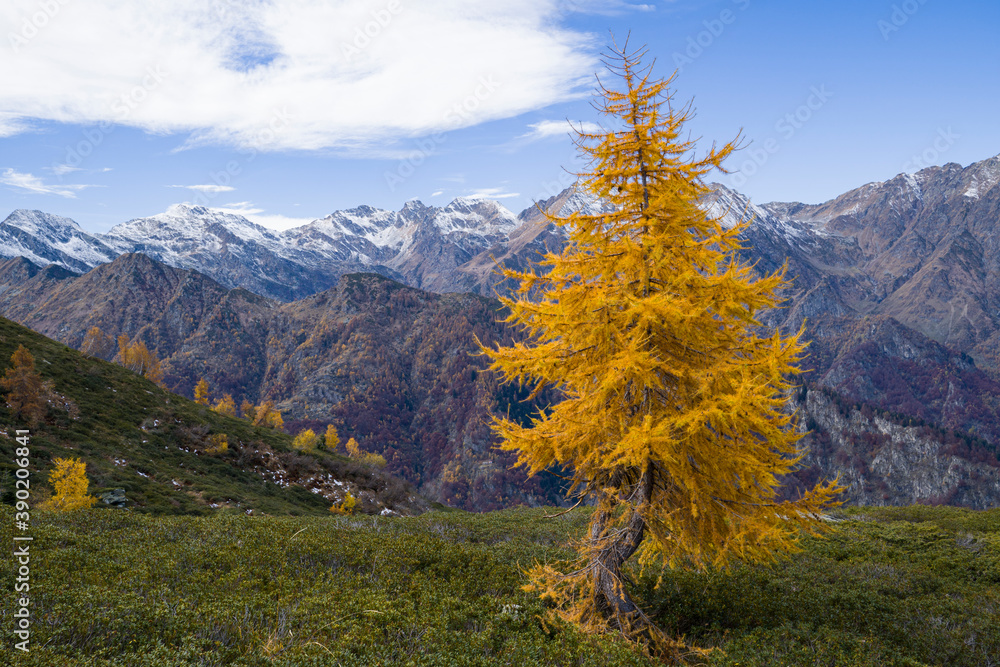 Small yellow larch in autumn with mountains background
