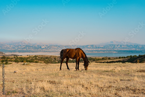 Horse on pasture on golden steppe with mountains in background