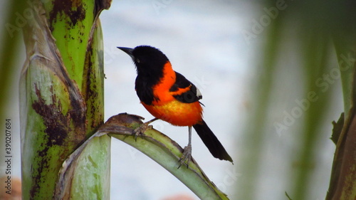 Cuadro en lienzo Icterus jamacaii