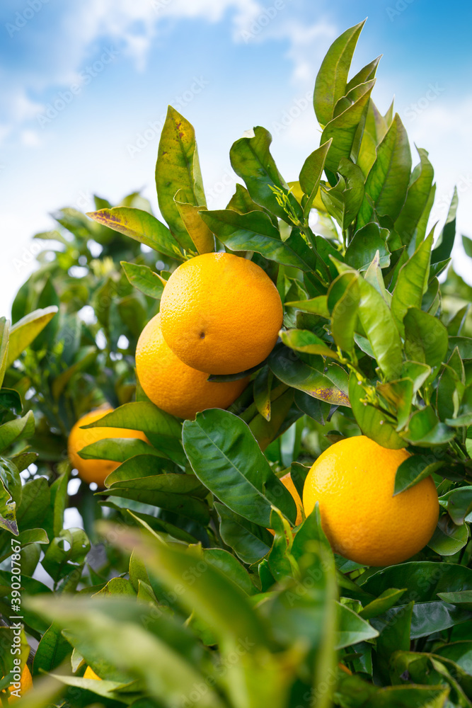 Bright ripe orange fruits. Harvest on tree branches in an orange orchard.