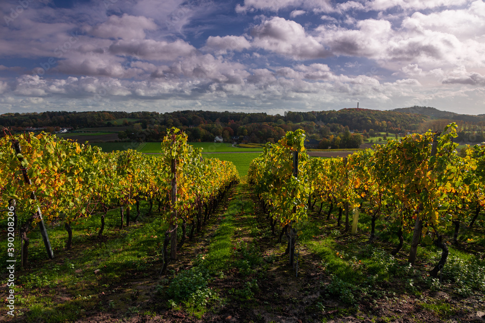 Idyllic view of vineyards in Maastricht changing colours in Autumn with an amazing view over the valley and the forest of the opposite Sint Pietersberg (English: Saint Pietershill) with a dramatic sky