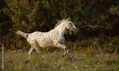 beautiful leopard appaloosa white horse running through meadow by the sunset 