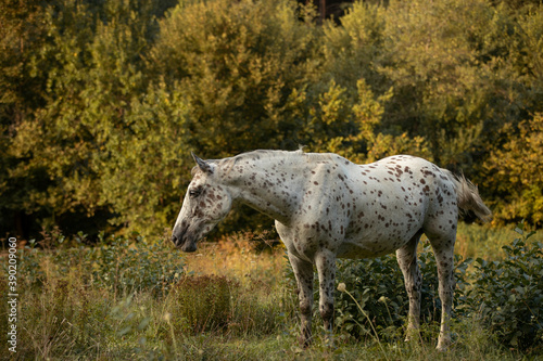 Fotografie beautiful appaloosa leopard horse standing in high grass