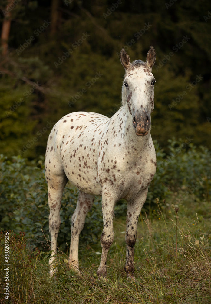 Obraz premium beautiful appaloosa leopard horse standing in high grass 