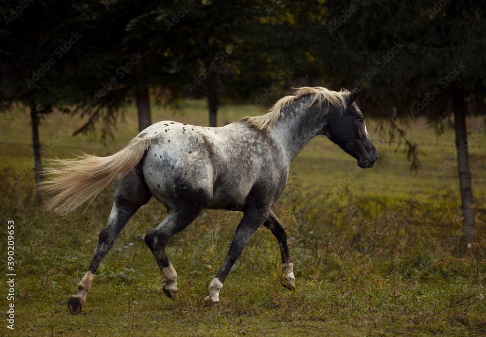 Appaloosa gris deals