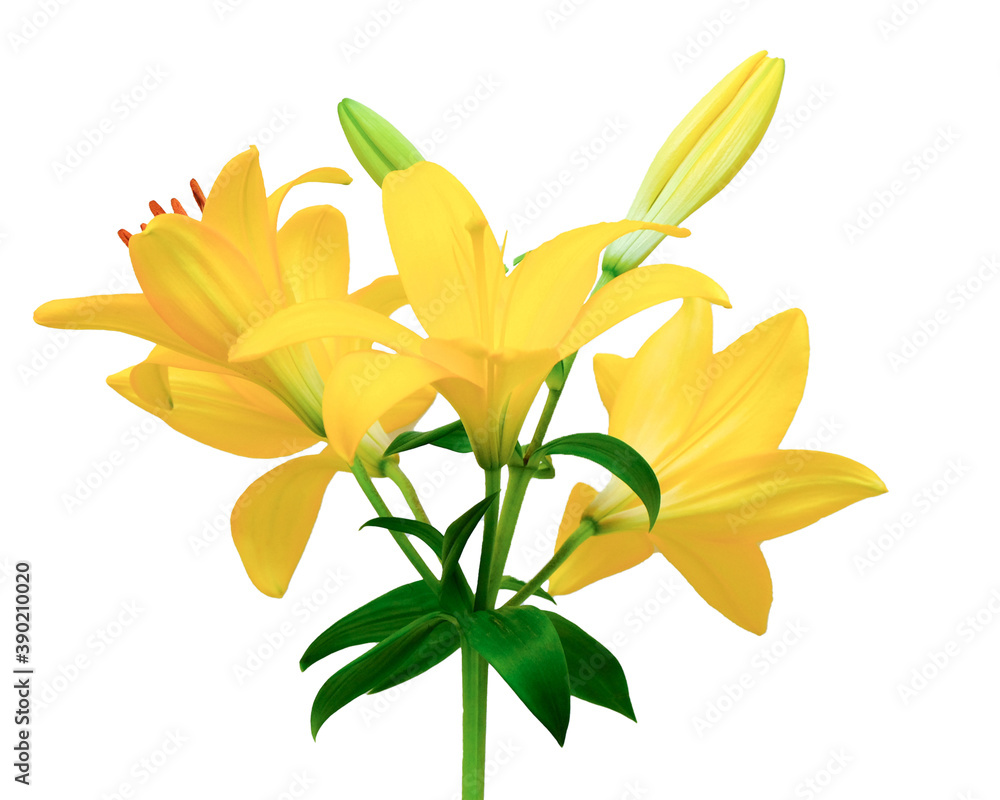 Bouquet of fresh Yellow planet trumpet Lily flowers on a white background
