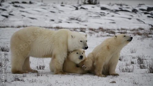 Three polar bears, mother, momma and two cubs standing while one cub licks its moms face on a snowy landscape. Taken in Churchill, Manitoba, Northern Canada in October on the shore of Hudson Bay. 