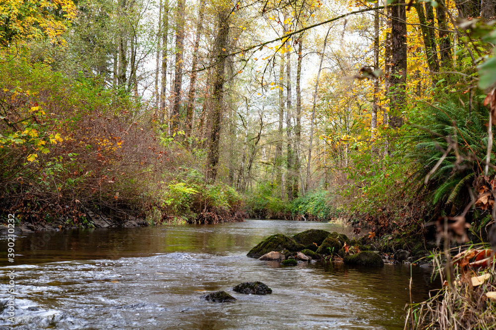 State of tranquility formed by forest and river in autumn State of tranquility formed by forest and river in autumn