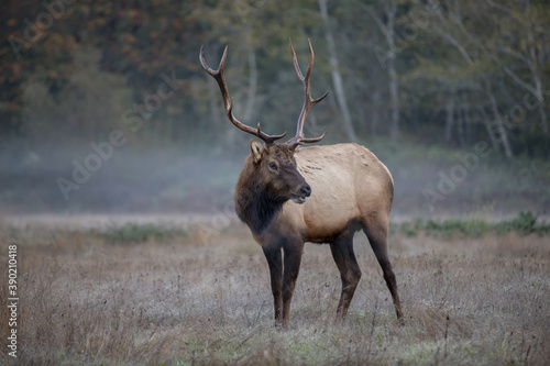 Elk Meadow, California © francis