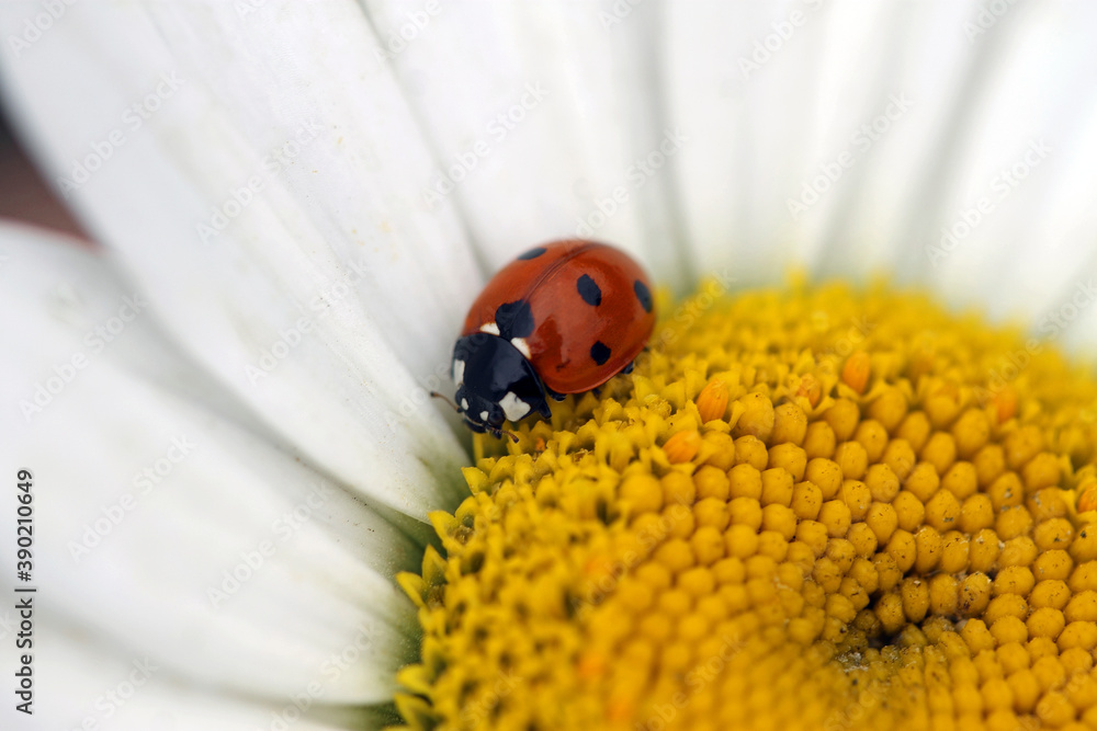 Kleiner Marienkäfer auf einer Margeriten Kleiner Marienkäfer auf einer Margeriten