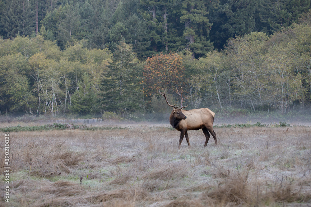 Elk Meadow, California