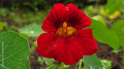 Tropaeolum majus photo