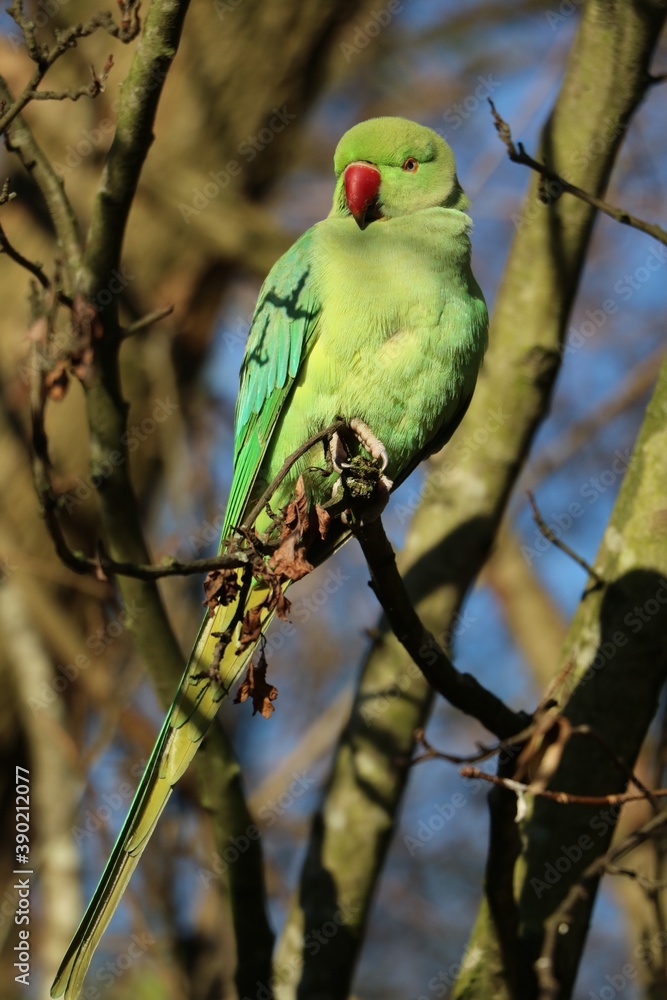 Male of Rose-ringed Parakeet sitting in the tree in Hyde Park in London, United Kingdom
Male of Rose-ringed Parakeet sitting in the tree in Hyde Park in London, United Kingdom