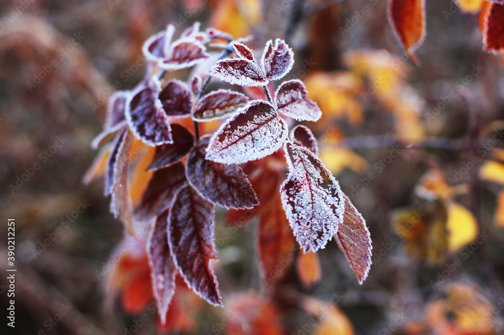 The first frosts. After a cold night, the red leaves of the plants are