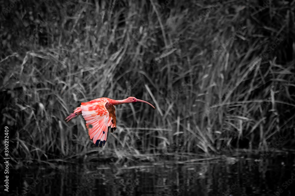 Ibis in the flying across de lake with a black and white background Ibis in the flying across de lake with a black and white background
