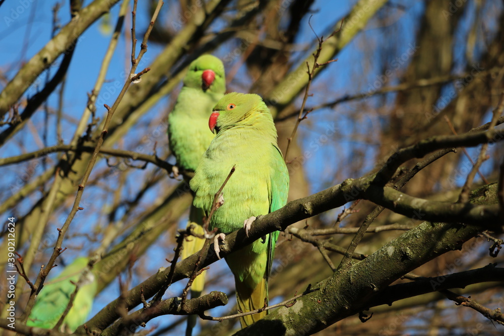 Green Rose-ringed Parakeet sitting in the tree in Hyde Park in London, United Kingdom
Green Rose-ringed Parakeet sitting in the tree in Hyde Park in London, United Kingdom