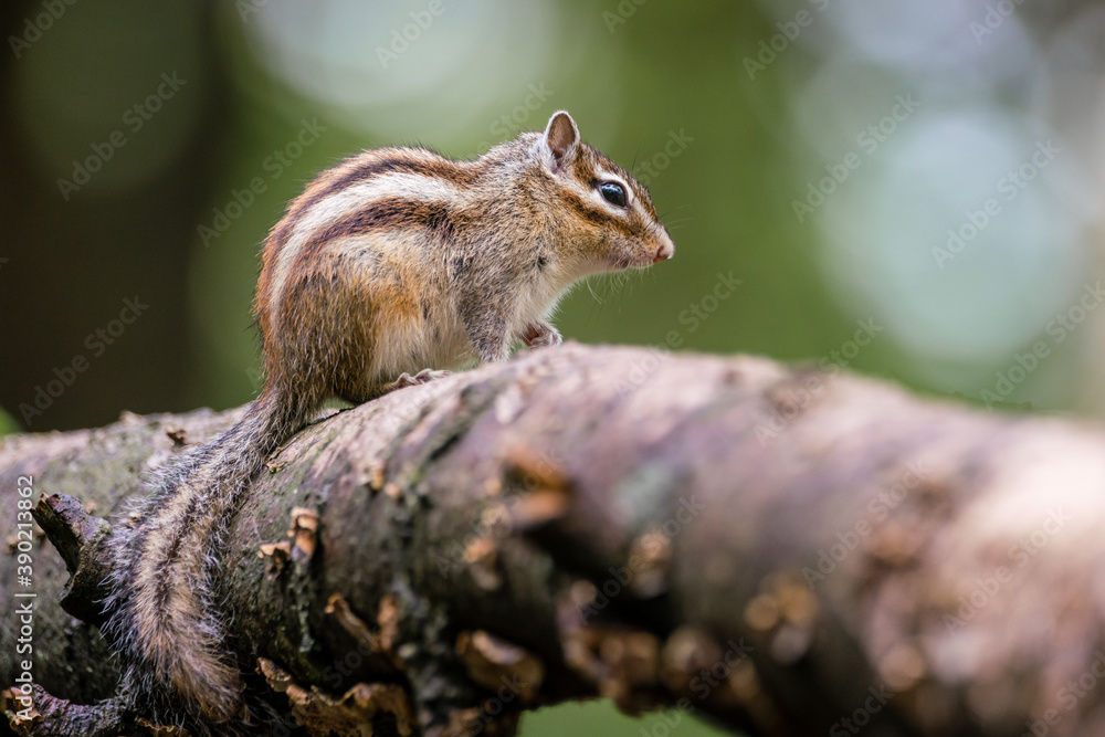 Siberian chipmunk (Eutamias sibiricus) in the forest in Noord Brabant in the Netherlands