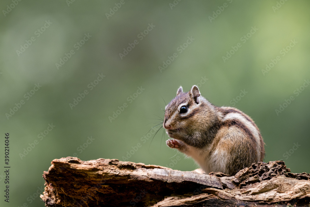 Siberian chipmunk (Eutamias sibiricus) in the forest in Noord Brabant in the Netherlands Siberian chipmunk (Eutamias sibiricus) in the forest in Noord Brabant in the Netherlands