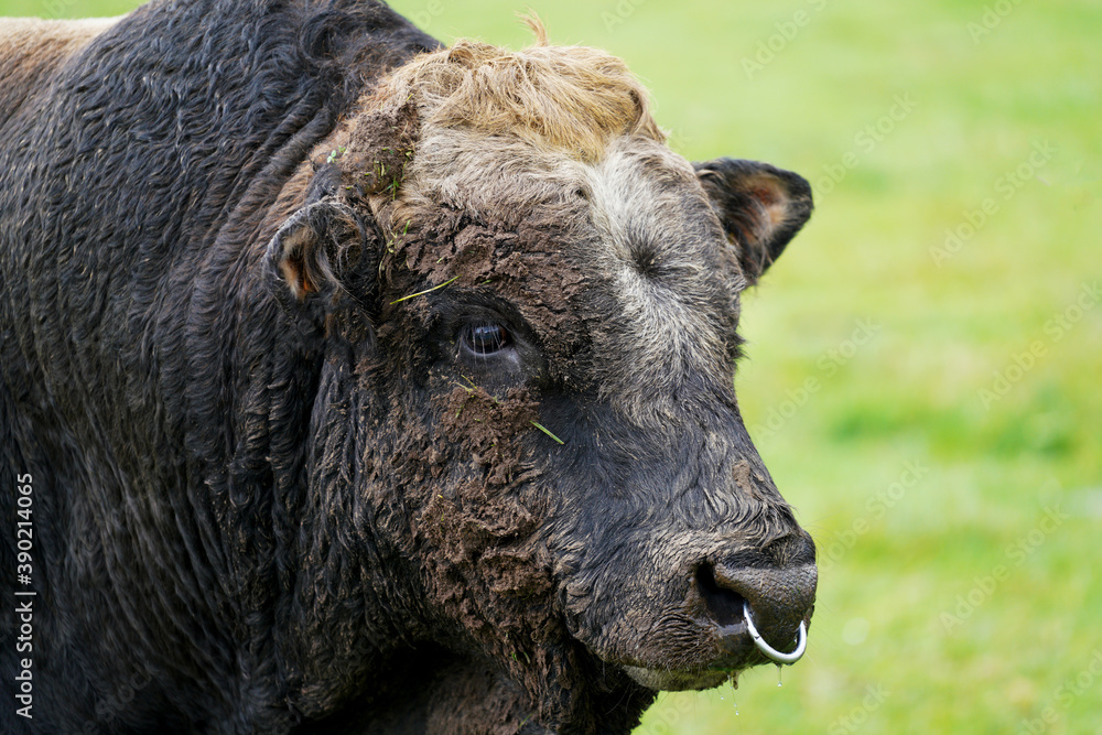 Fototapeta premium A bull with its horns cut off in the pasture