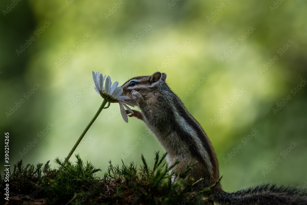 Siberian chipmunk (Eutamias sibiricus) in the forest in Noord Brabant in the Netherlands Siberian chipmunk (Eutamias sibiricus) in the forest in Noord Brabant in the Netherlands