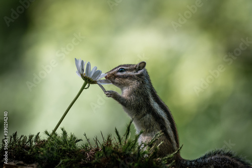 
Squirrel with a flower 