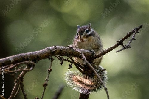 Siberian chipmunk (Eutamias sibiricus) in the forest in Noord Brabant in the Netherlands