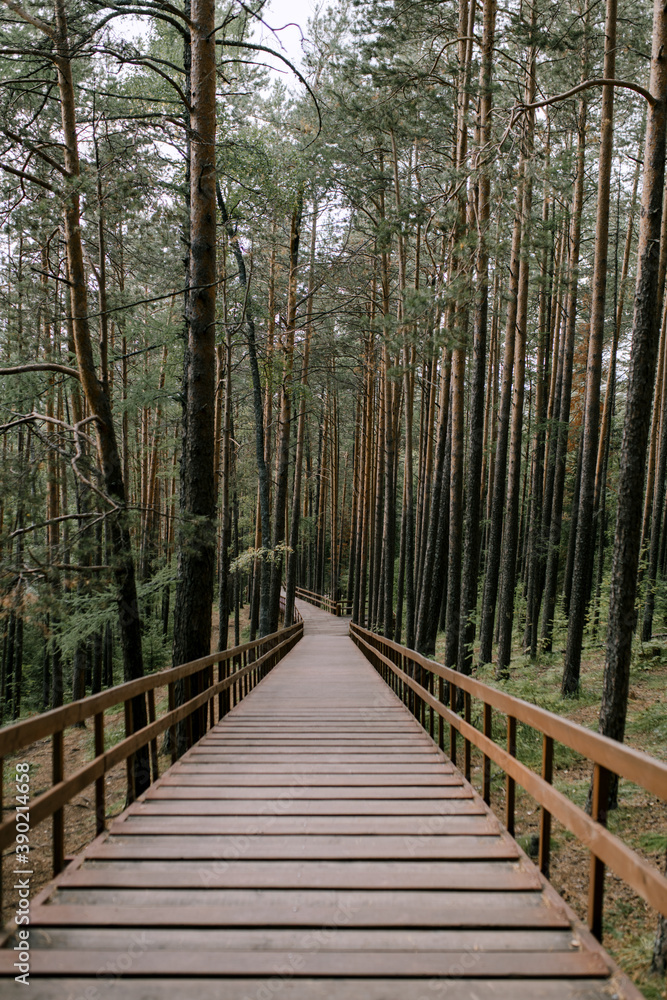 Boardwalk through the forest Boardwalk through the forest