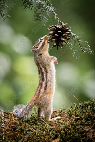 Siberian chipmunk (Eutamias sibiricus) in the forest in Noord Brabant in the Netherlands