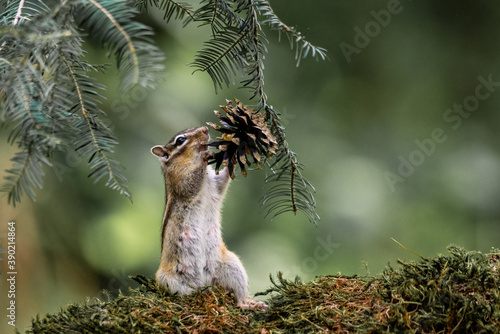 Siberian chipmunk (Eutamias sibiricus) in the forest in Noord Brabant in the Netherlands