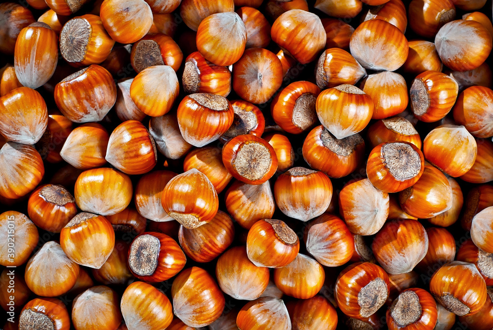 Hazelnuts on a pile close up. Texture of dried brown nuts. Hazelnuts on a pile close up. Texture of dried brown nuts.