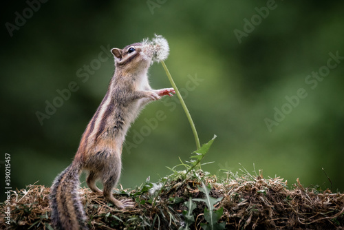 Siberian chipmunk (Eutamias sibiricus) in the forest in Noord Brabant in the Netherlands