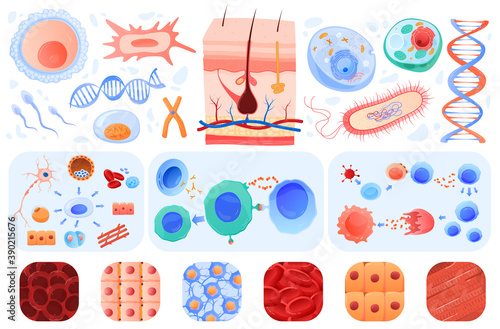 Anatomy of human cells, skin, blood cells bacillus, set of vector illustrations. Biology or anatomy education in schools and medical clinics. Neuron, dna, epidermis, nucleus, immune.