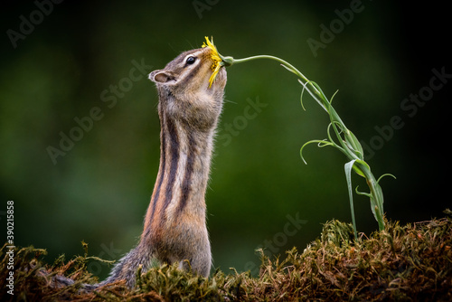 
Squirrel with a flower 