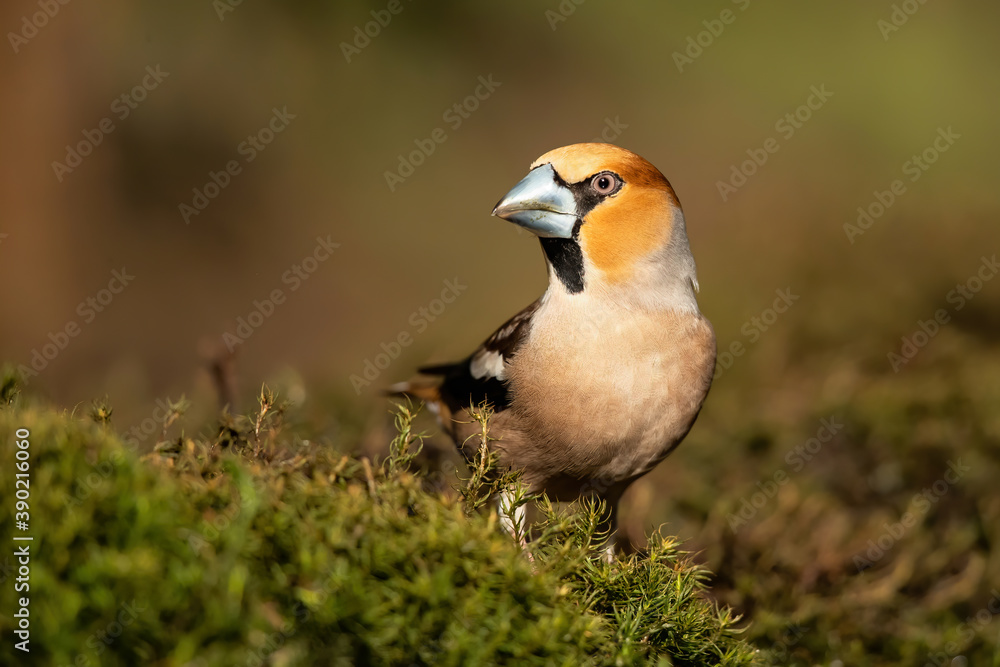 Hawfinch (Coccothraustes coccothraustes) in the forest of Noord Brabant in the Netherlands. Hawfinch (Coccothraustes coccothraustes) in the forest of Noord Brabant in the Netherlands.