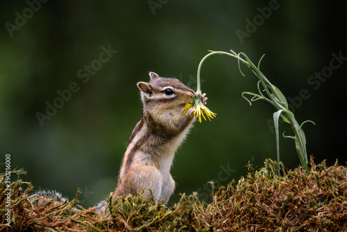 Siberian chipmunk (Eutamias sibiricus) in the forest in Noord Brabant in the Netherlands