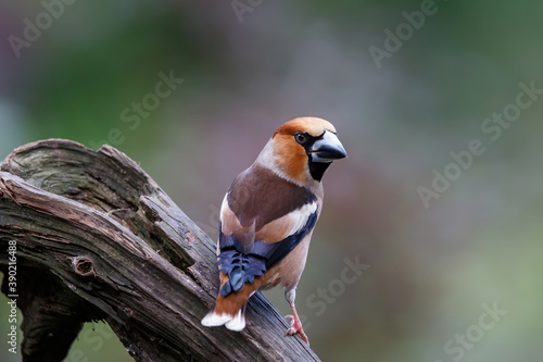 Hawfinch (Coccothraustes coccothraustes) in the forest of Noord Brabant in the Netherlands. 