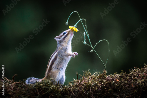 
Squirrel with a flower 