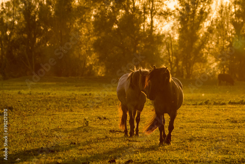Horse galloping with yellow rising sun on horizon. Beautiful colorful sunset background