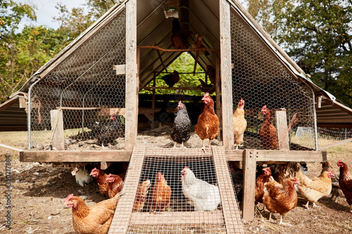Chickens in a coop photo