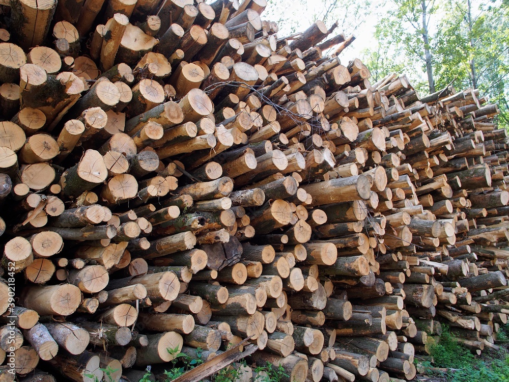 Holzstapel - tausende Bäume lagern zum Trocknen im Wald Holzstapel - tausende Bäume lagern zum Trocknen im Wald