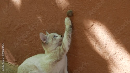Young cat trying to grab a snail stuck to the wall
