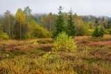 Peat bogs, the Bieszczady Mountains in Poland, a beautiful autumn landscape