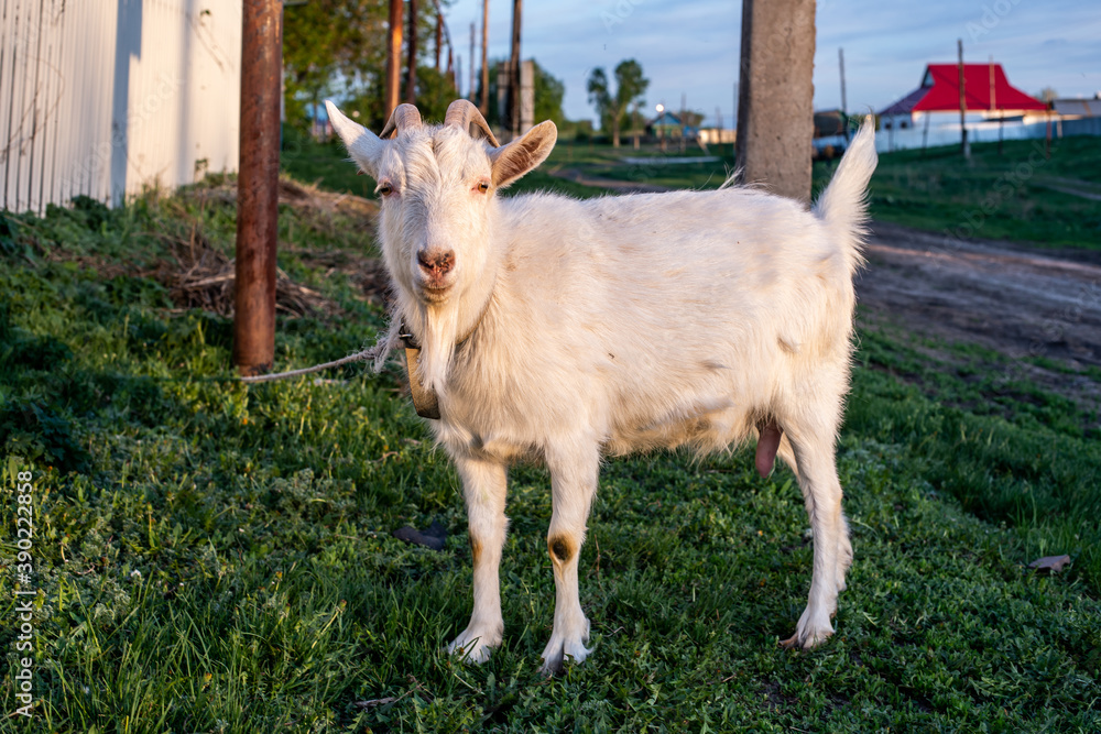 Obraz premium white goat tied