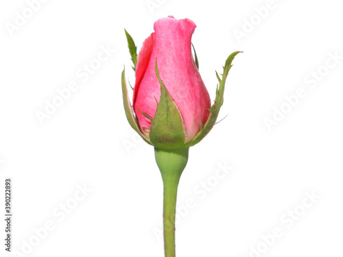 Pink rosebud isolated on white background photo